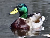 _ROY4116_00001.jpg