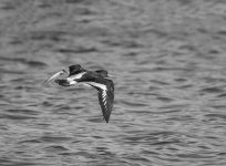 MIK_1354bw.jpg