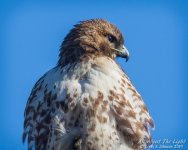 _NIK0161 low res.jpg