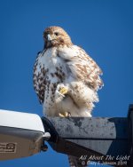 _NIK0169 low res.jpg