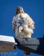 _NIK0170 low res.jpg