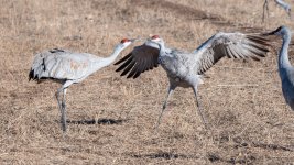 SandhillCrane-455.jpg