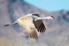 SandhillCrane-459.jpg