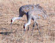 SandhillCrane-456.jpg