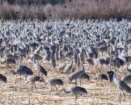 SandhillCrane-457.jpg