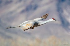 SandhillCrane-458.jpg