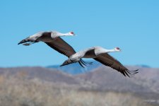 sandhillCrane-462.jpg