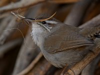 Wren3.jpg