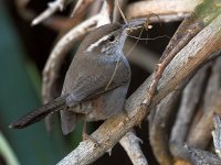 Wren5.jpg
