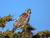 DSC_4598.jpg