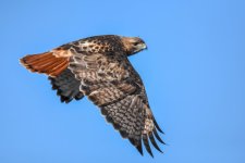 DSC_4607.jpg