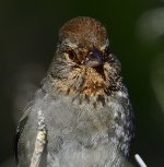 _ROY4206_00001.jpg