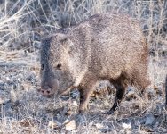 Javalina-400.jpg