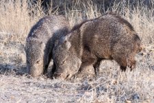 Javalina-401.jpg