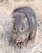 Javalina-402.jpg