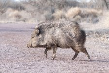 Javalina-403.jpg