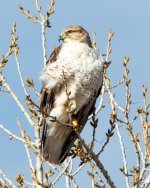 Ferruginous-400.jpg