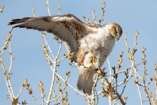Ferruginous-401.jpg
