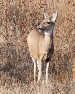 Deer-407.jpg