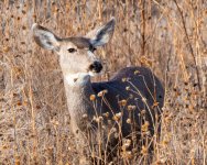 Deer-405.jpg