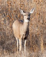 Deer-406.jpg