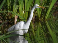 Egret.jpg