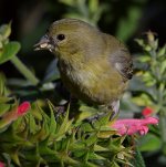 Goldfinch3.jpg