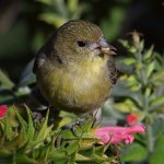 Goldfinch5.jpg