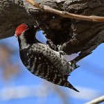 Woodpecker3.jpg