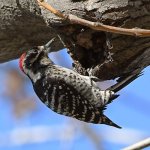 Woodpecker4.jpg