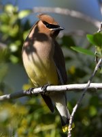 Waxwing2.jpg
