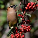 Waxwing3.jpg