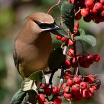 Waxwing4.jpg