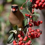 Waxwing5.jpg