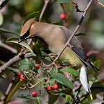 Waxwing7.jpg