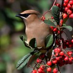 Waxwing8.jpg