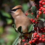 Waxwing9.jpg