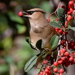 Waxwing10.jpg