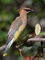 Waxwing11.jpg