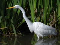 Egret.jpg