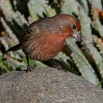 Finch.jpg