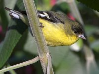 Goldfinch.jpg