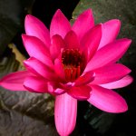 lotus-2-2.jpg