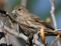 Finch.jpg