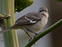 Mockingbird.jpg