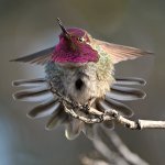 Hummer15.jpg