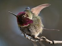 Hummer19.jpg