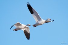 SnowGoose-406.jpg