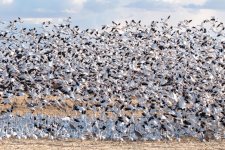 SnowGoose-403.jpg