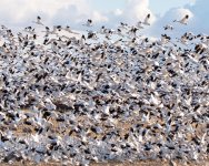 SnowGoose-404.jpg